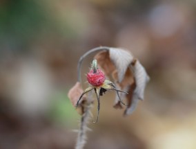 江苏金鸡菊花卉价格与四川冬季花卉大全名称金鸡菊花种子的价格